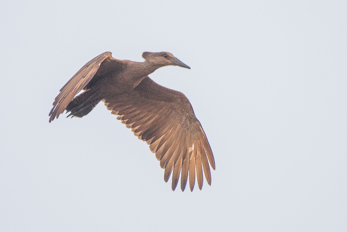 Hamerkop - Anonymous