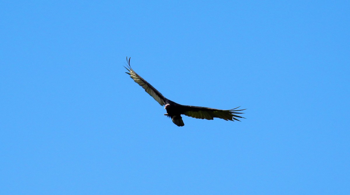 Turkey Vulture - ML49082231