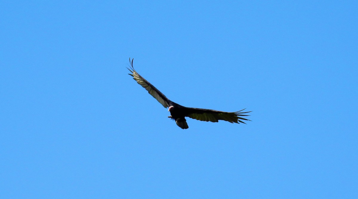 Urubu à tête rouge - ML49082231