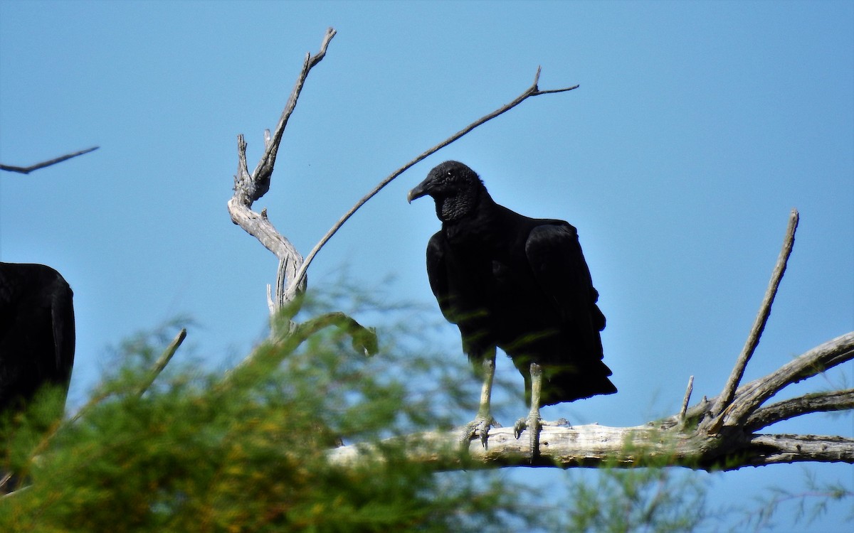Black Vulture - ML49082241
