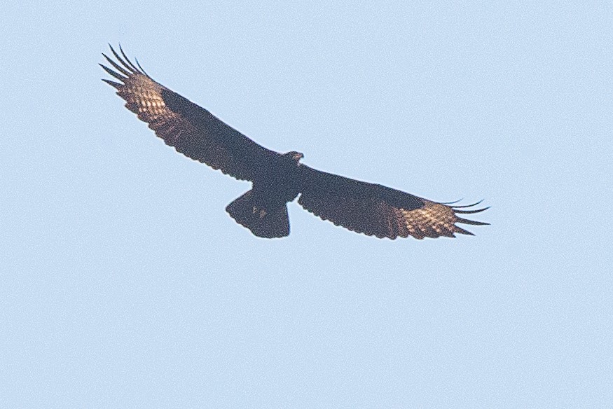 Verreaux's Eagle - Anonymous