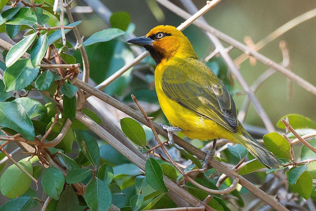 Spectacled Weaver - ML490823231