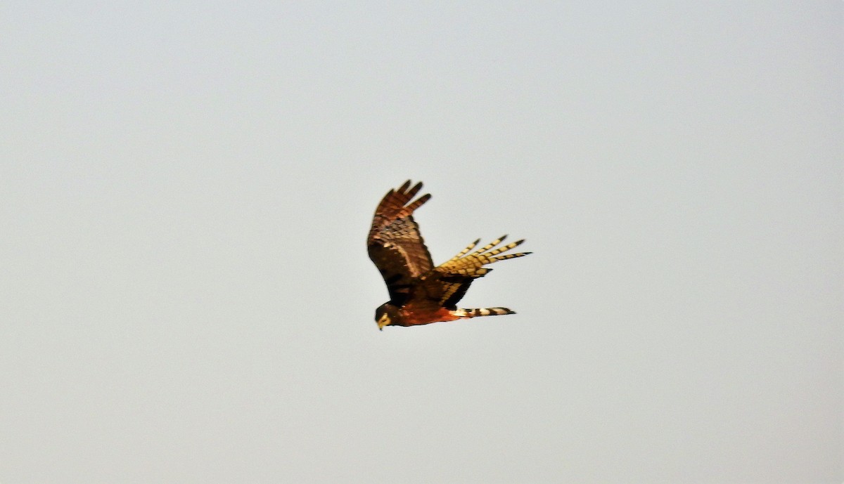 Long-winged Harrier - ML49082331