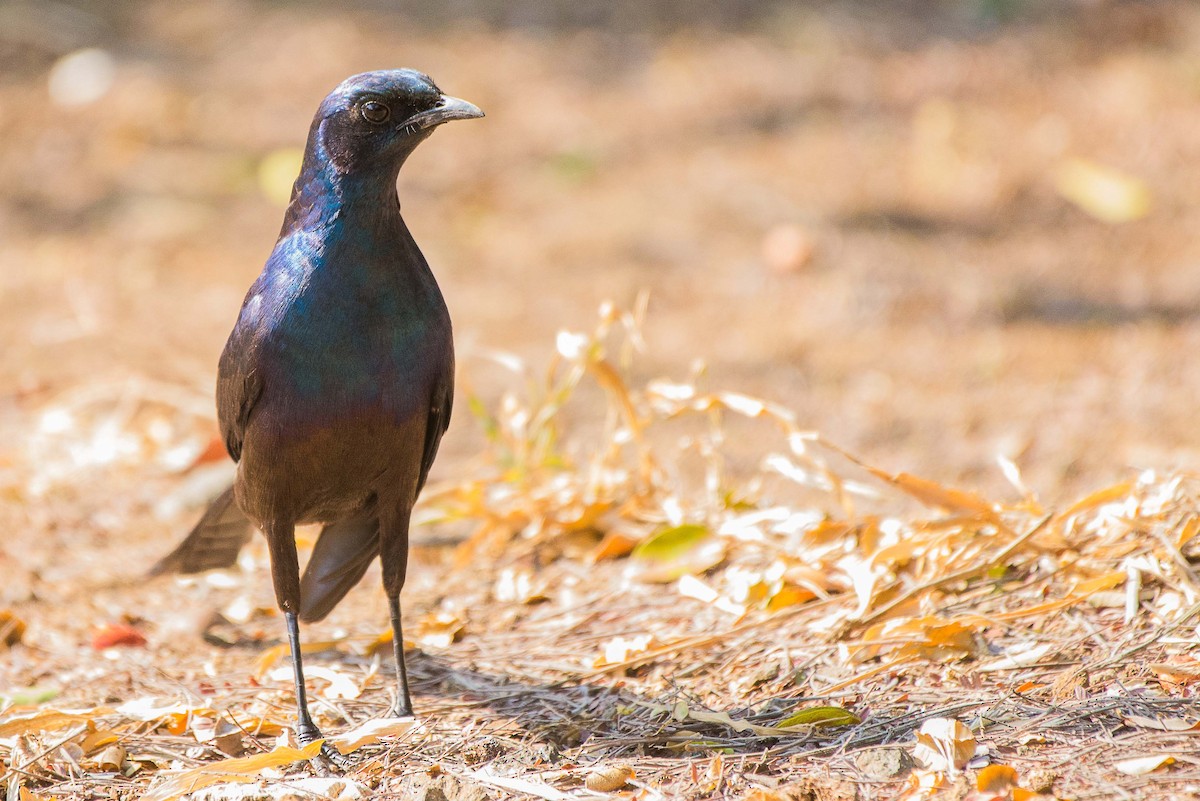 Meves's Starling - ML490823781
