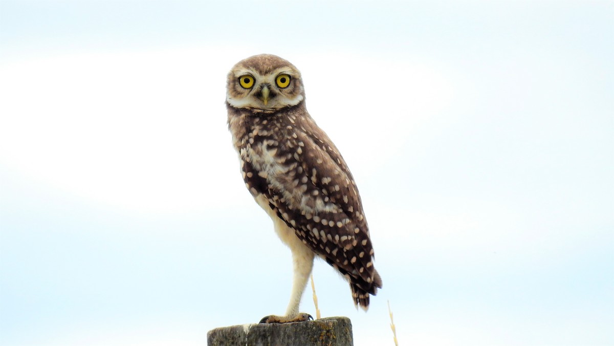 Burrowing Owl - ML49082461