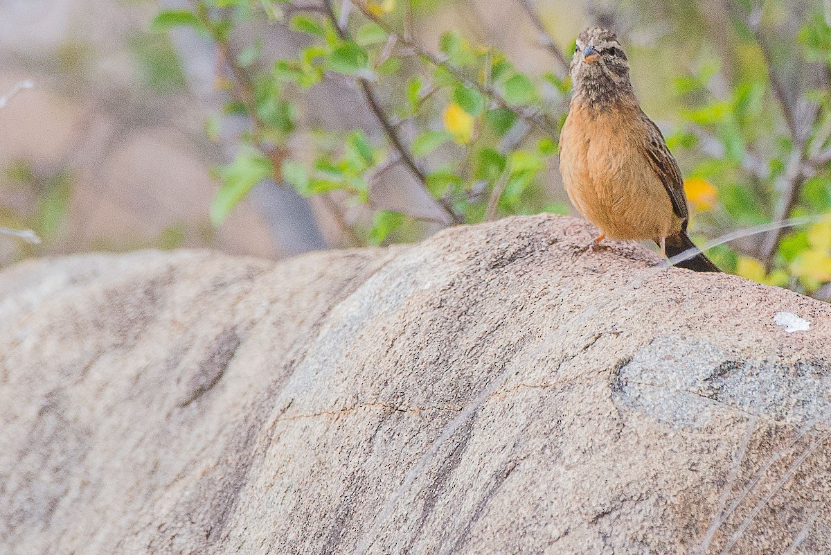 Cinnamon-breasted Bunting - ML490824691