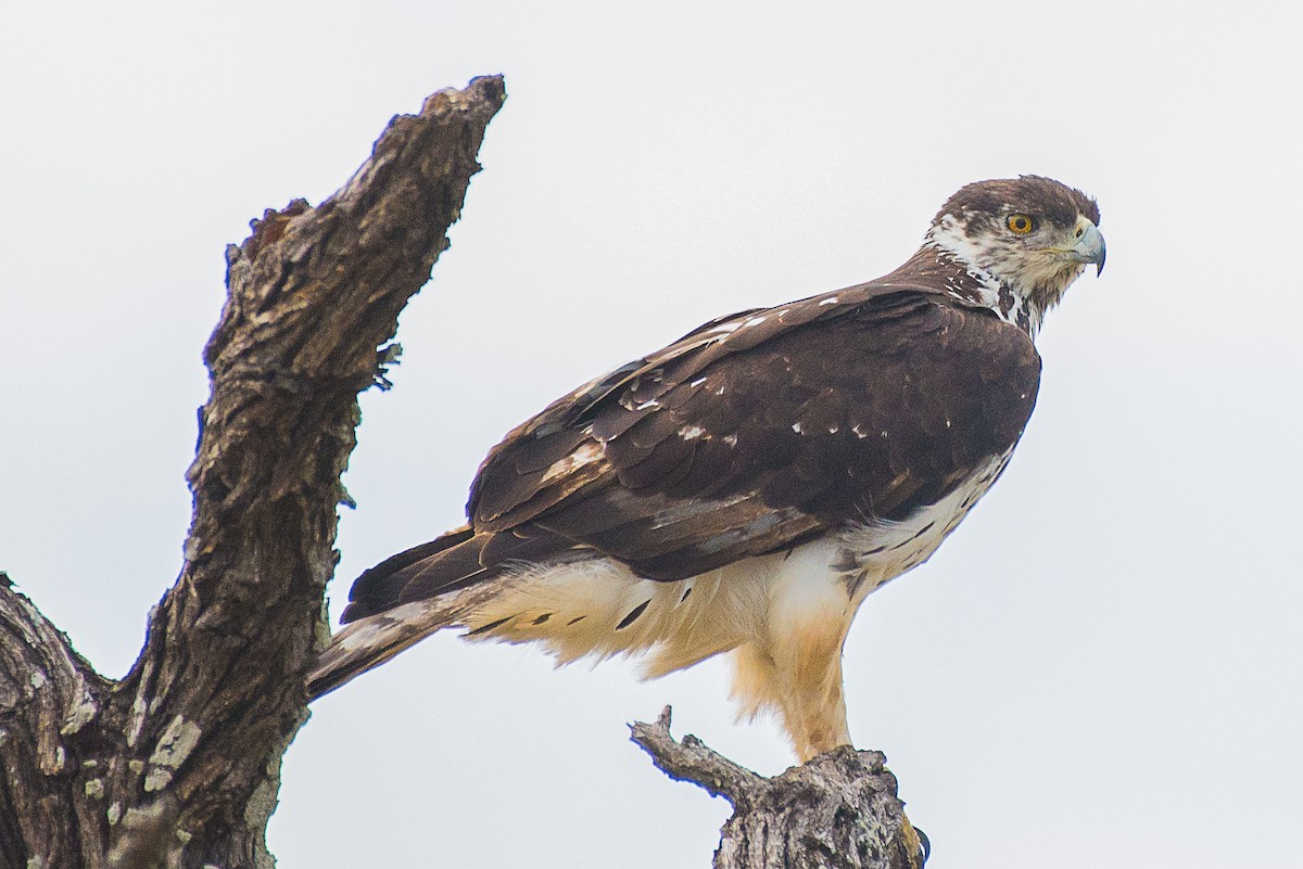 African Hawk-Eagle - ML490824971