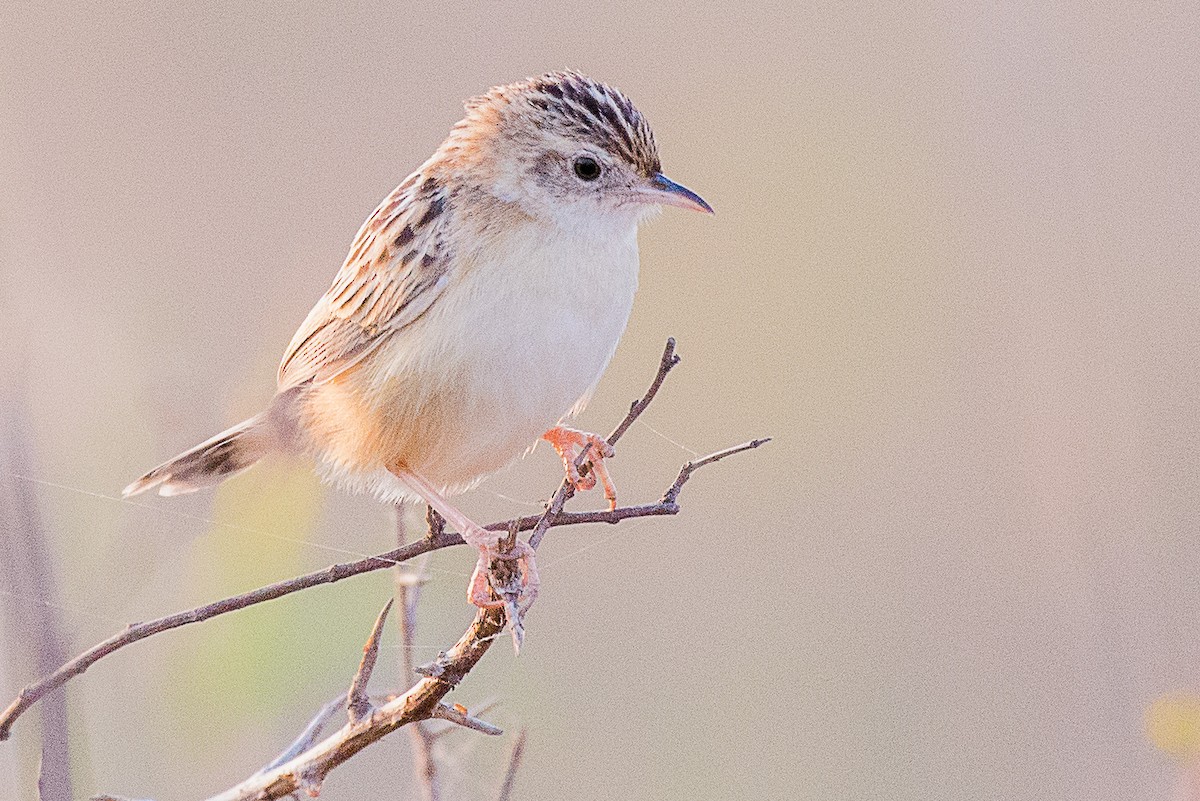 Zitting Cisticola - ML490825241