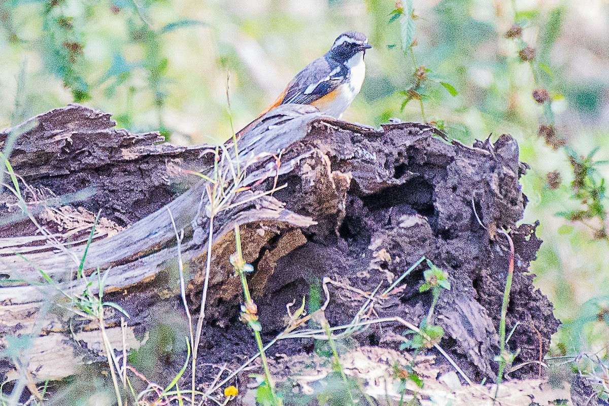 White-throated Robin-Chat - Anonymous