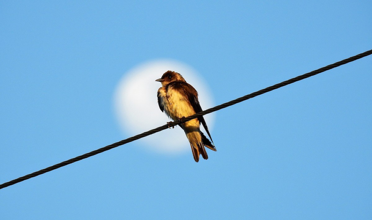 Brown-chested Martin - ML49082711