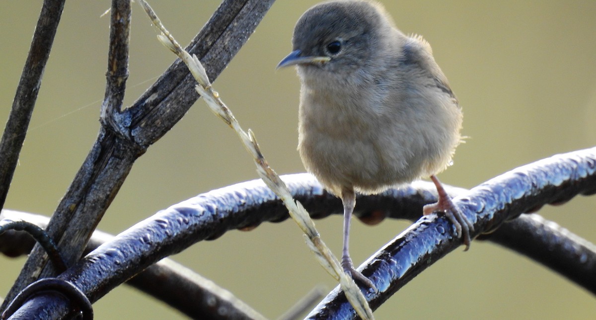 House Wren - ML49082741