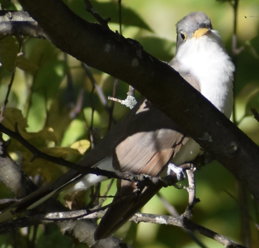 Yellow-billed/Black-billed Cuckoo - ML490827841