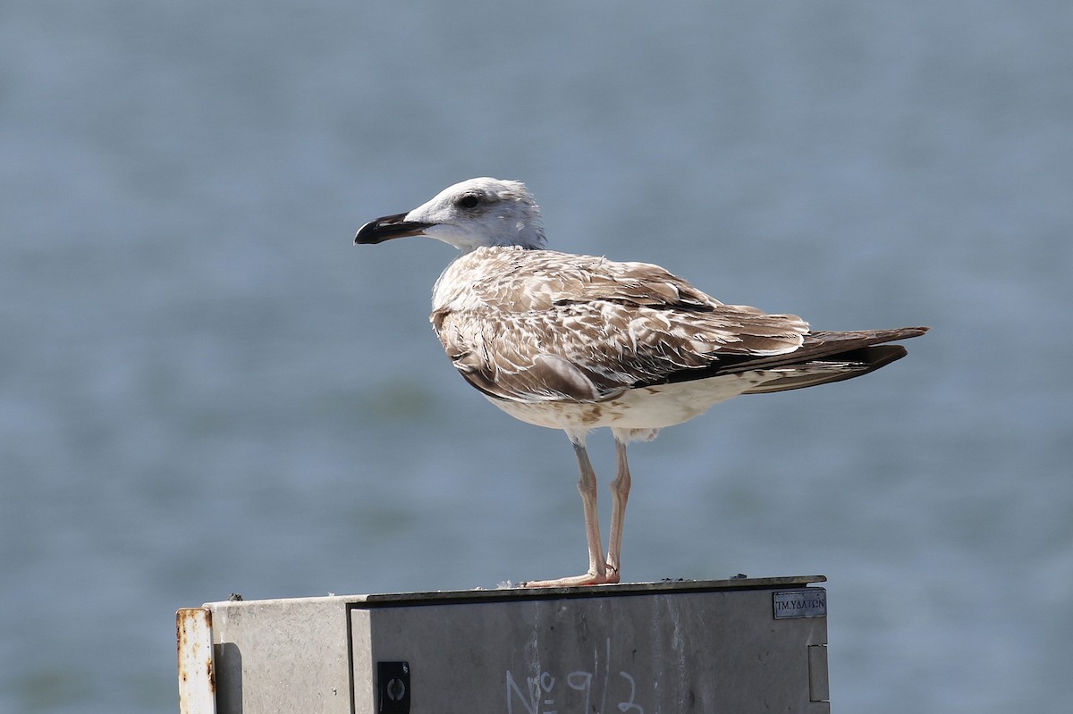 Yellow-legged Gull (michahellis) - ML490828271