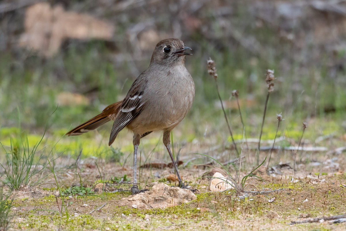 Southern Scrub-Robin - ML490828311