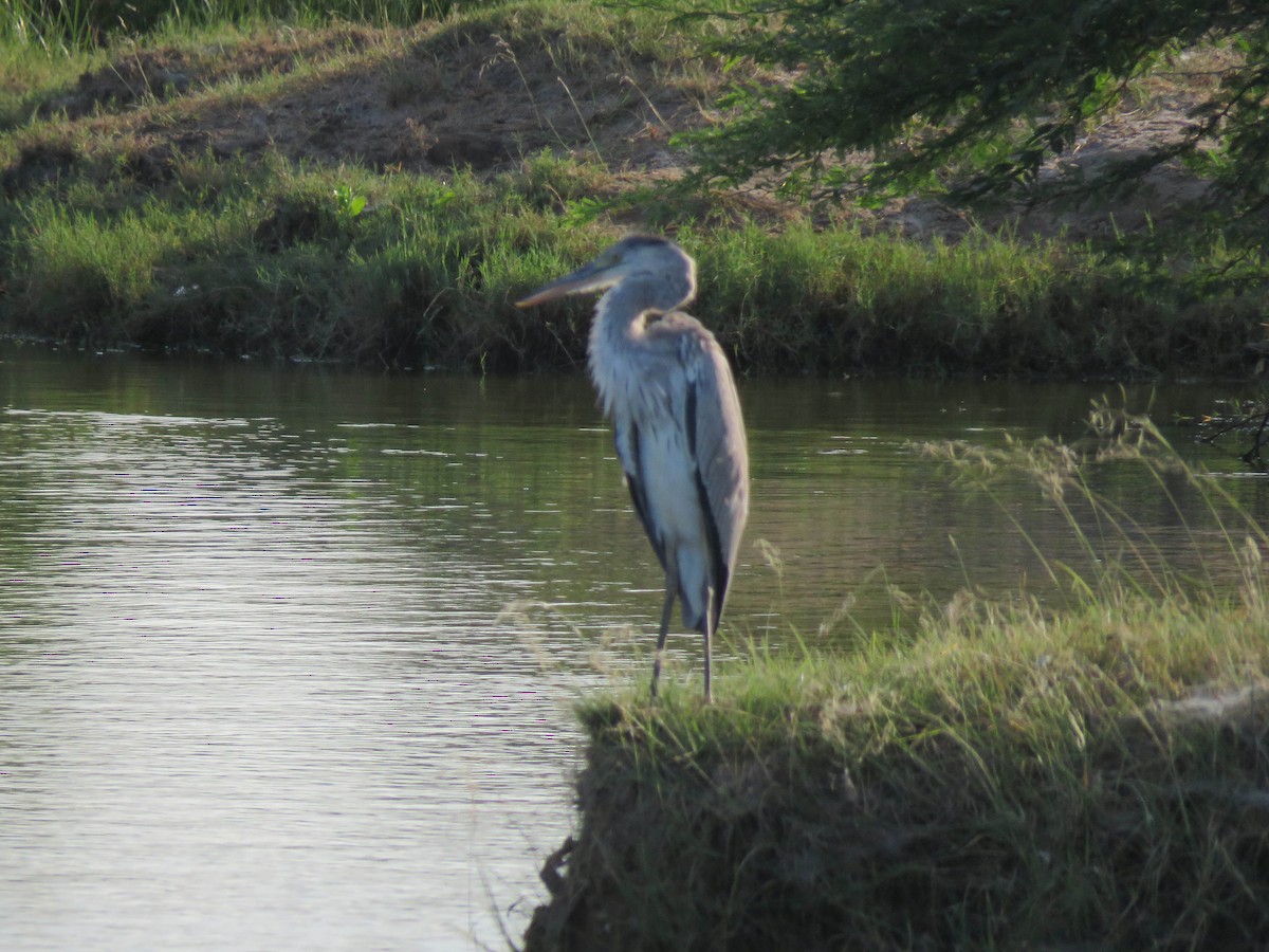 Gray Heron - ML490828601