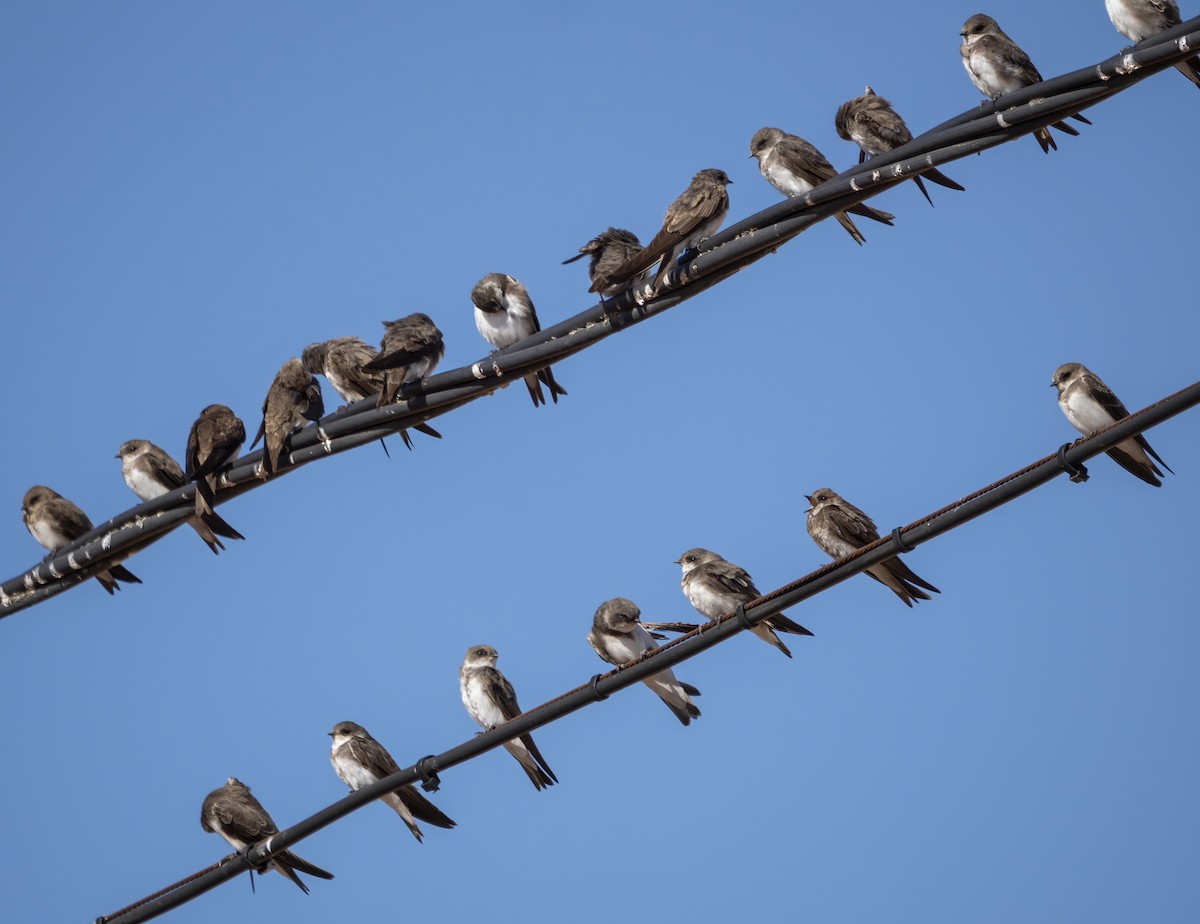 Bank Swallow - ML490828891