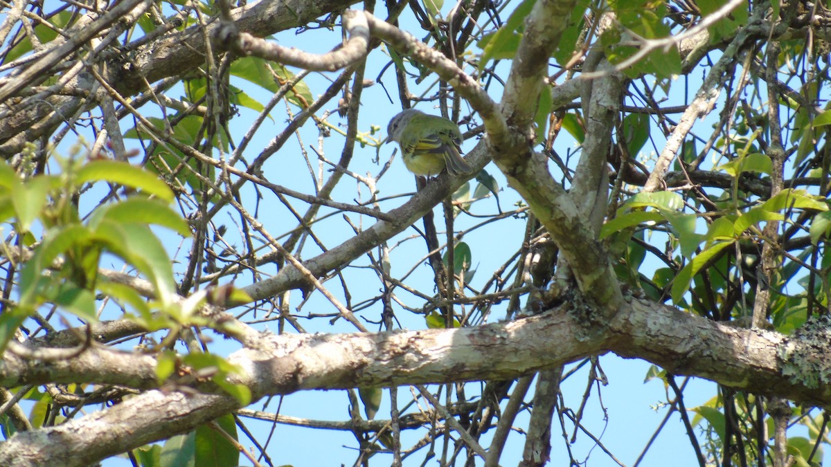 Gray-capped Tyrannulet - ML490829171