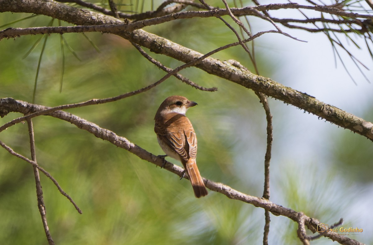 Red-backed Shrike - ML490829921