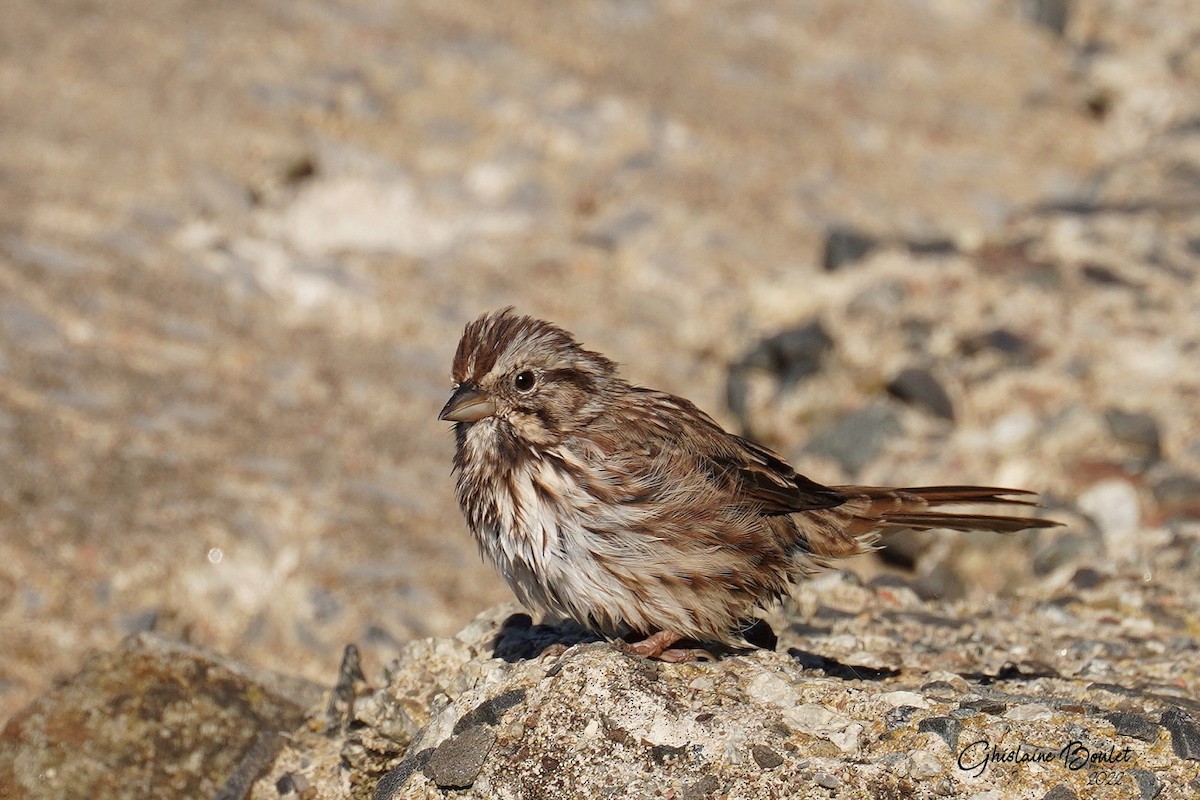 Song Sparrow - Réal Boulet 🦆