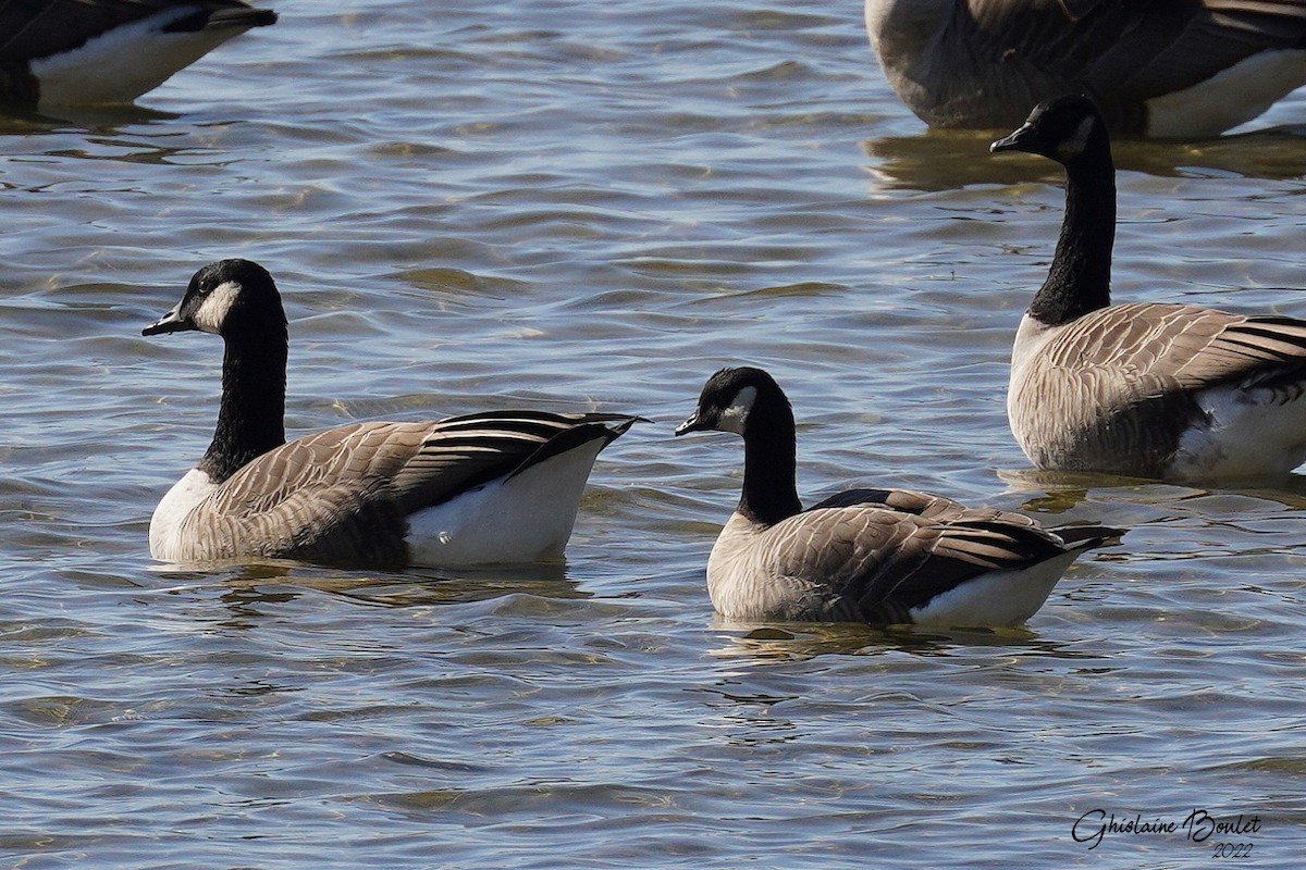 Cackling Goose - Réal Boulet 🦆