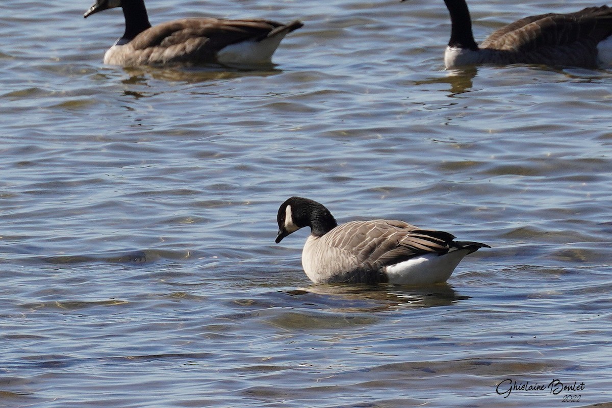 Cackling Goose - ML490830211