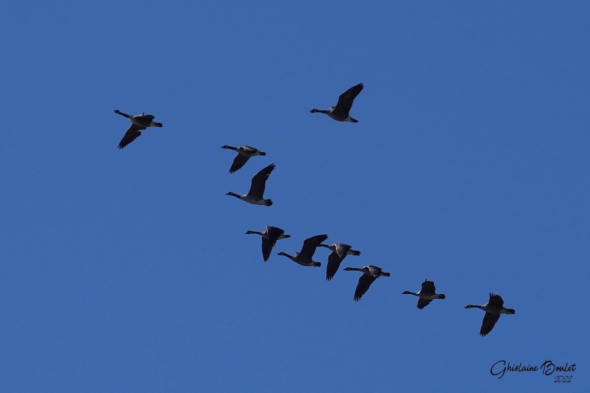 Canada Goose - Réal Boulet 🦆