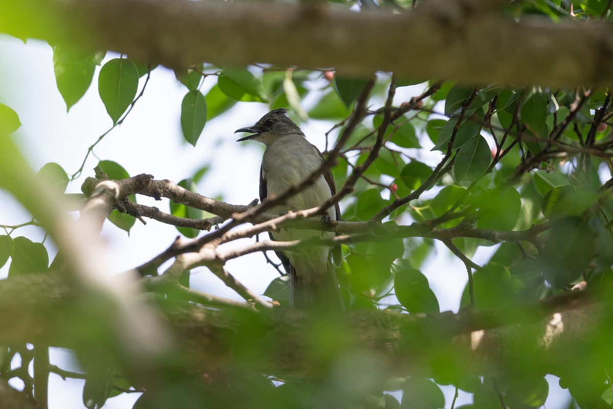 Puff-backed Bulbul - ML490830421