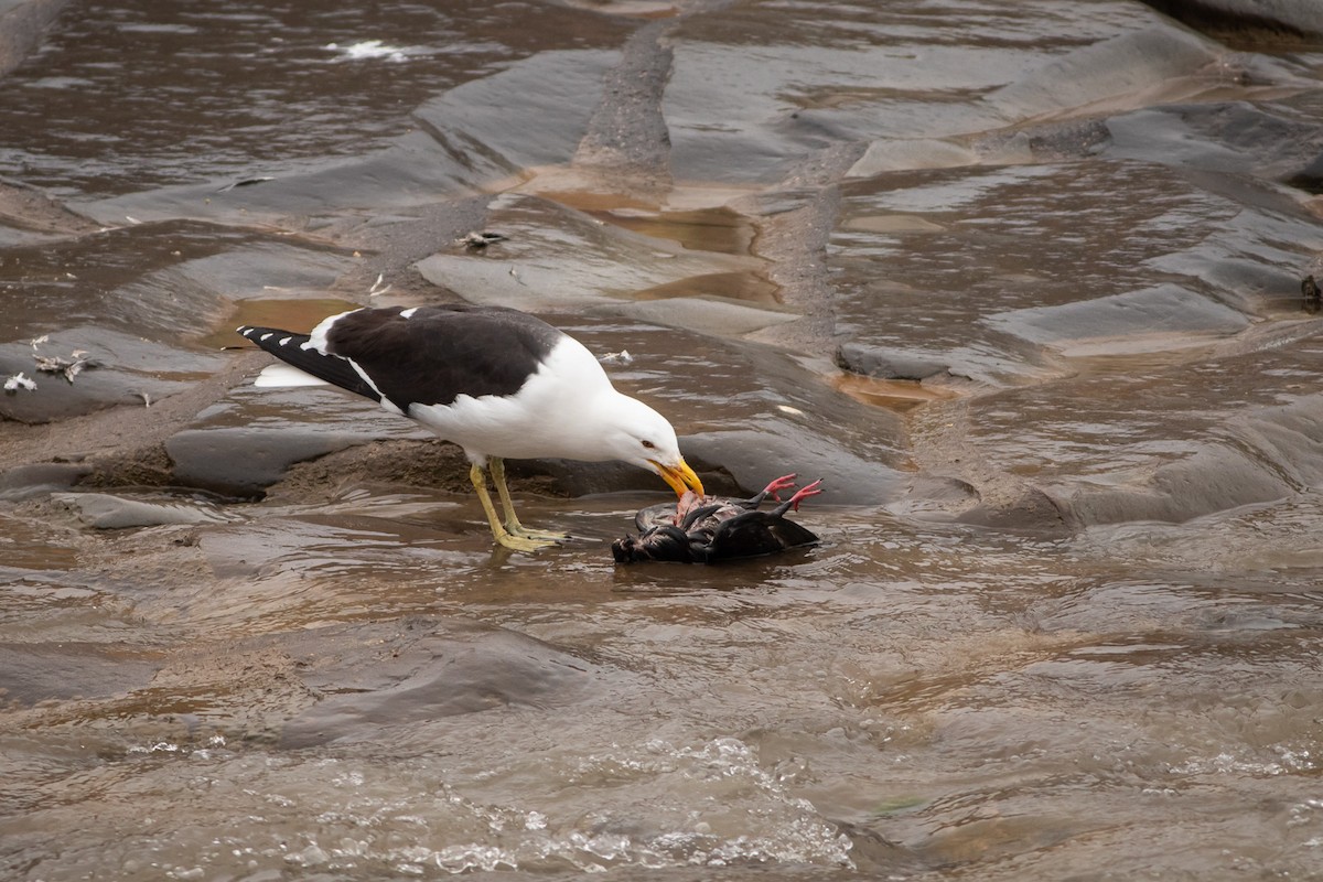 Kelp Gull (dominicanus) - Ariel Cabrera Foix