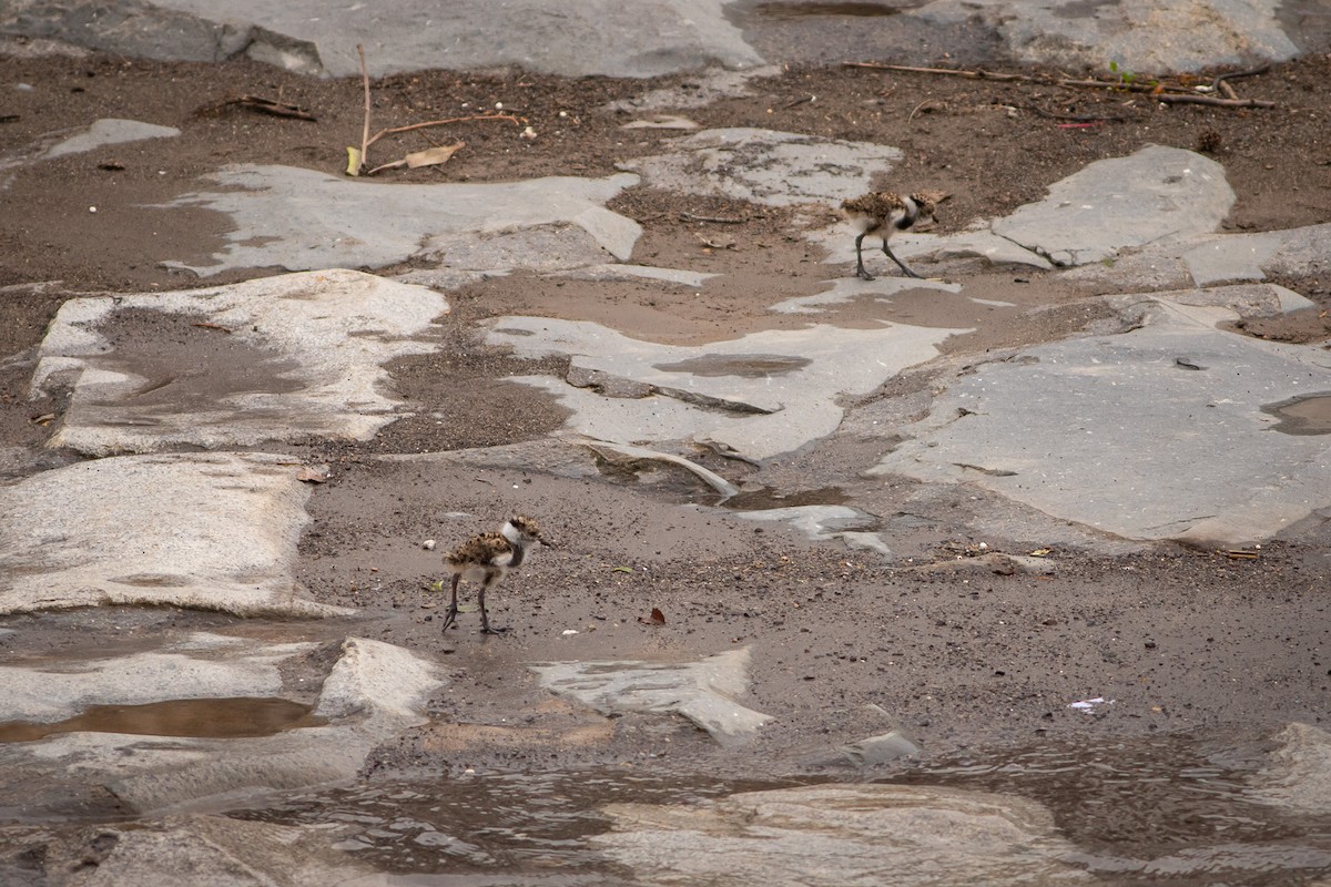 Southern Lapwing (chilensis/fretensis) - Ariel Cabrera Foix