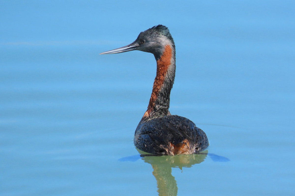 Great Grebe - ML490833631