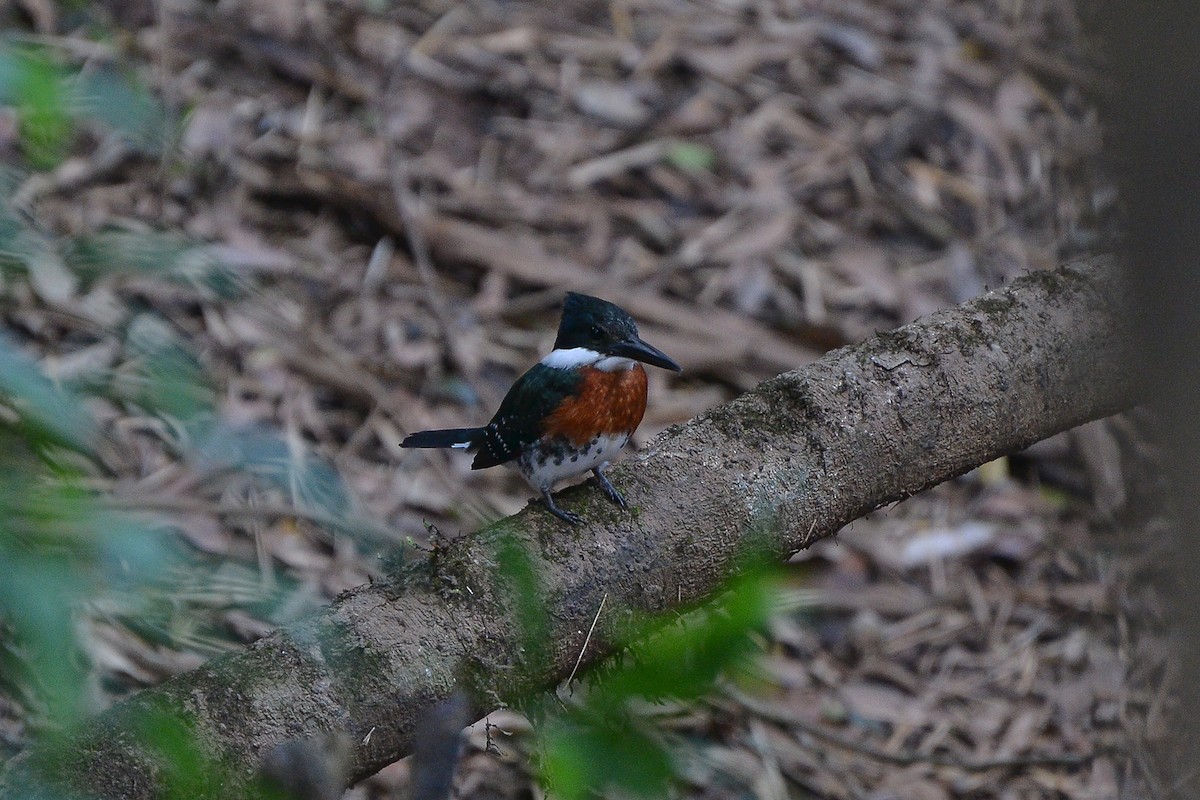 Green Kingfisher - Fábio Luís Mello