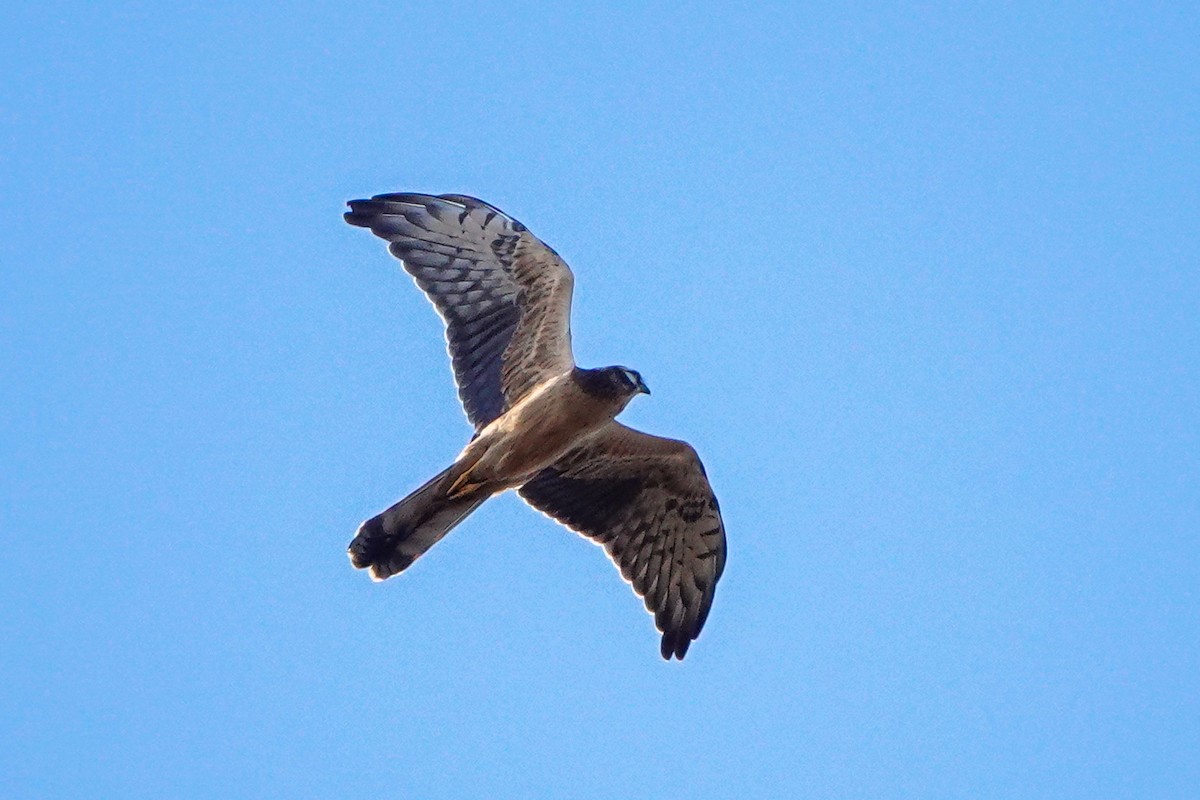 Montagu's Harrier - ML490834551