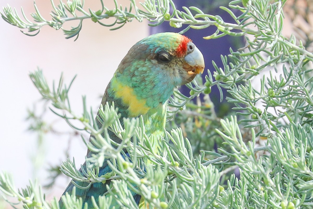 Australian Ringneck (Mallee) - ML490834821