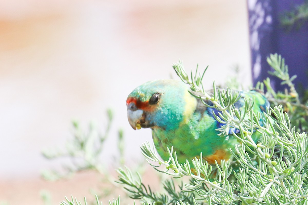 Australian Ringneck (Mallee) - ML490834831
