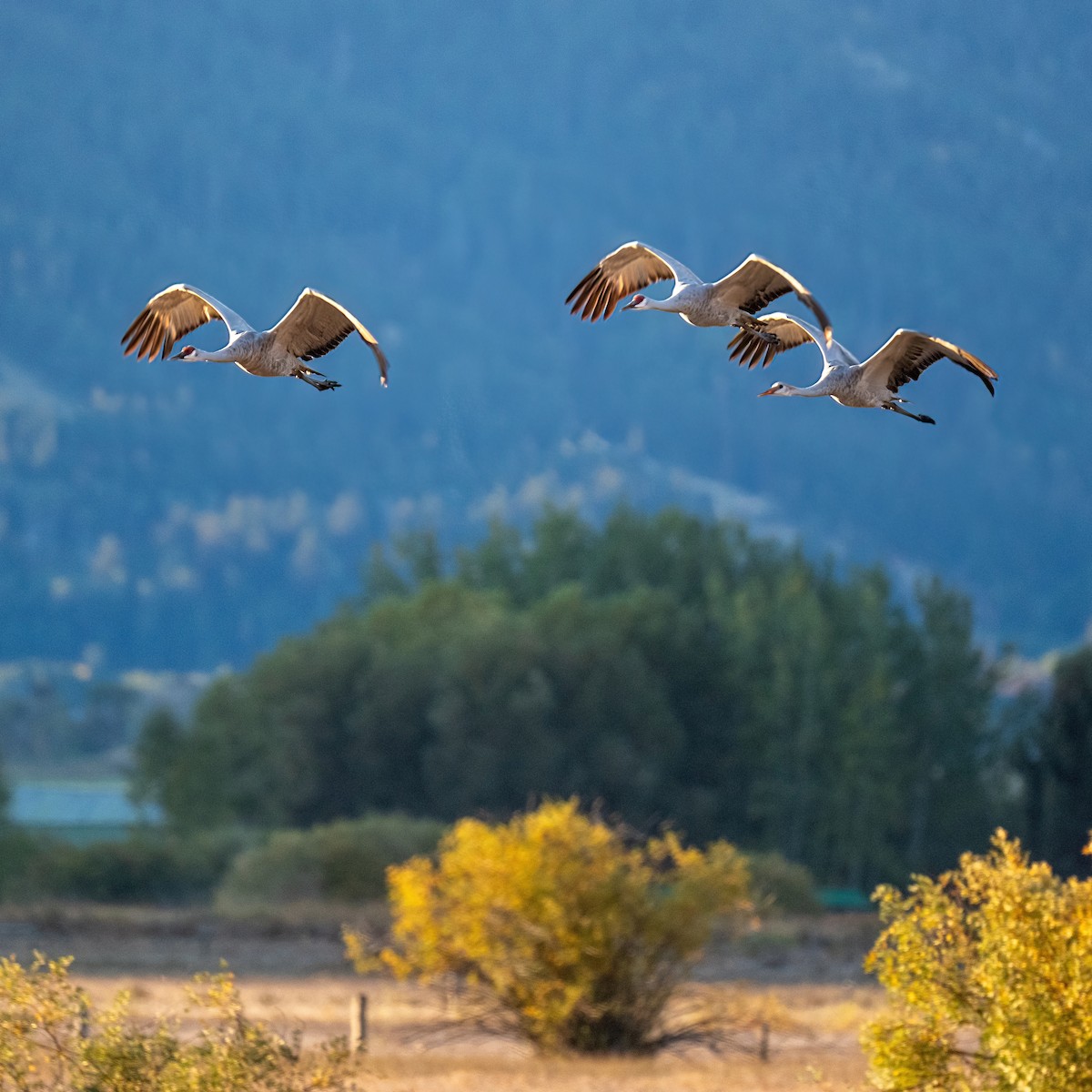 Sandhill Crane - ML490835021