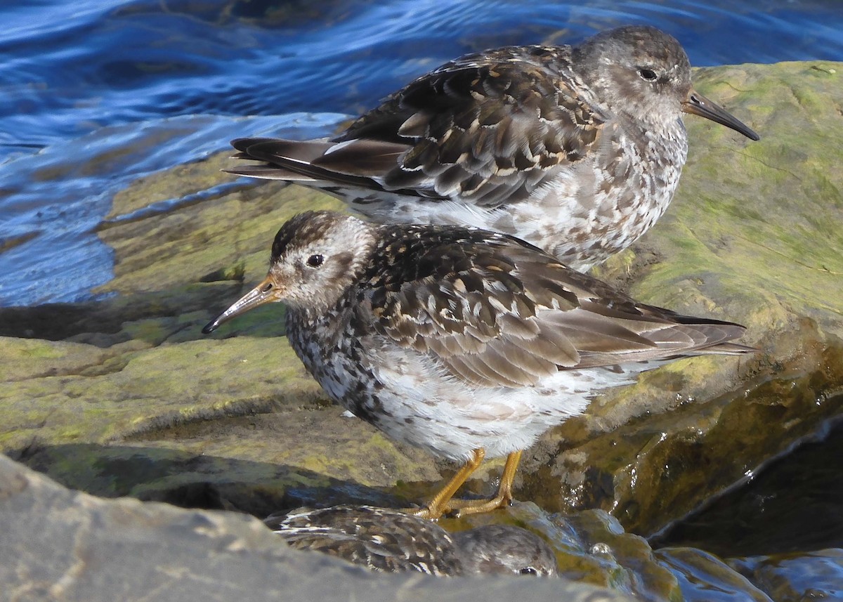 Purple Sandpiper - ML490836051