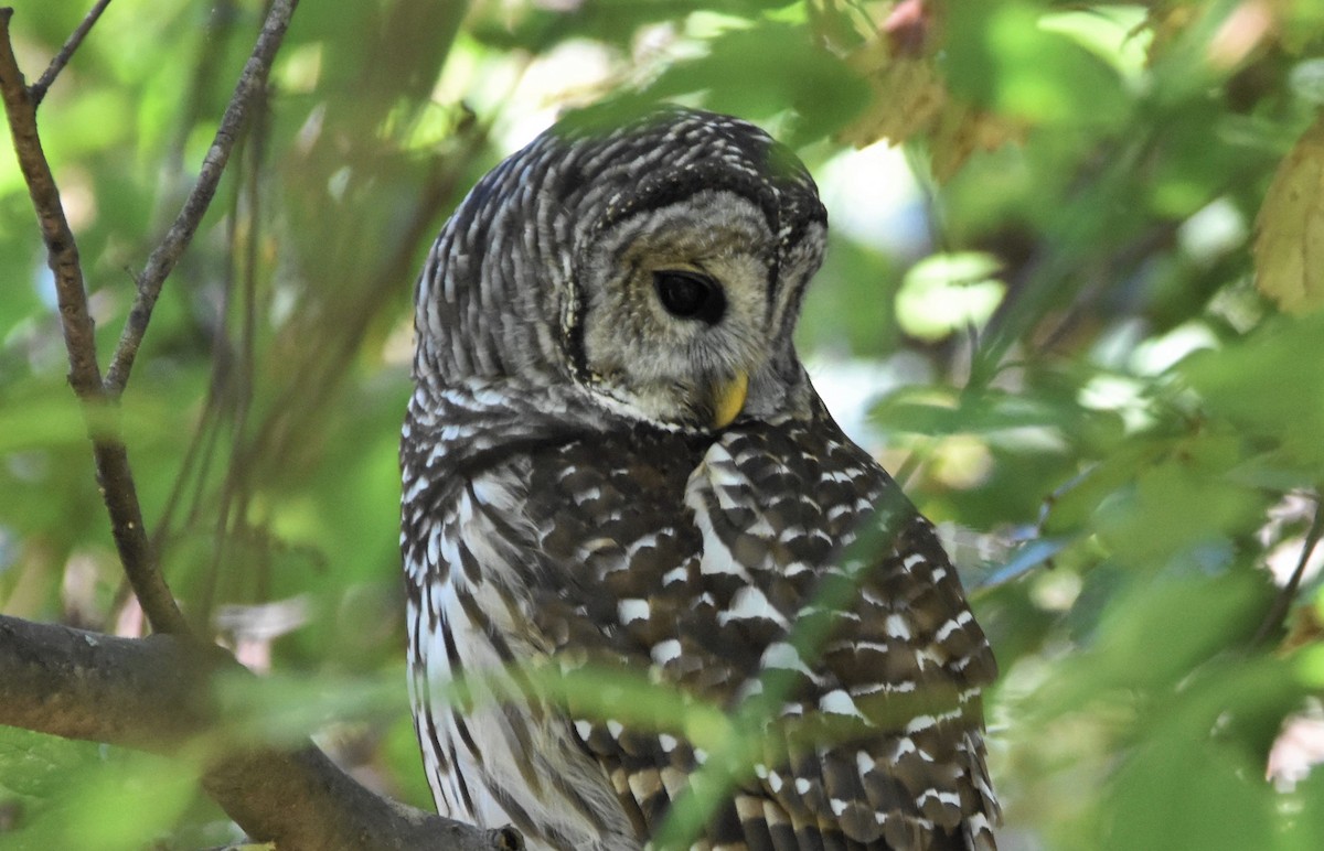 Barred Owl - ML490837531