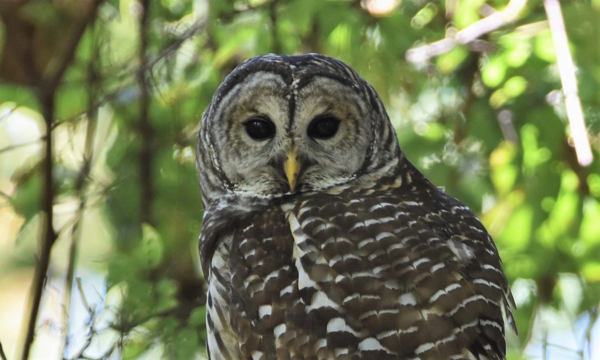 Barred Owl - Tricia Vesely