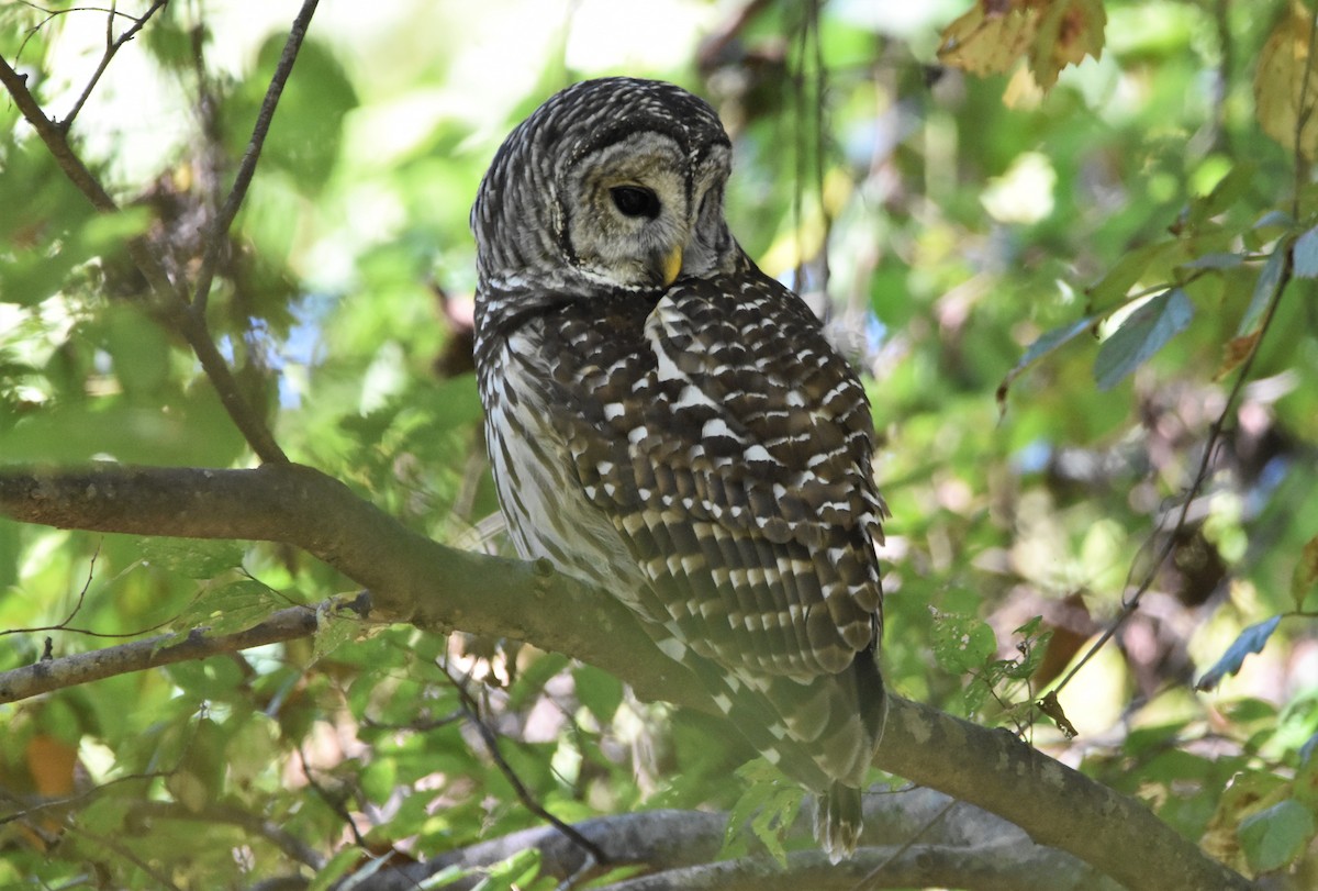 Barred Owl - Tricia Vesely