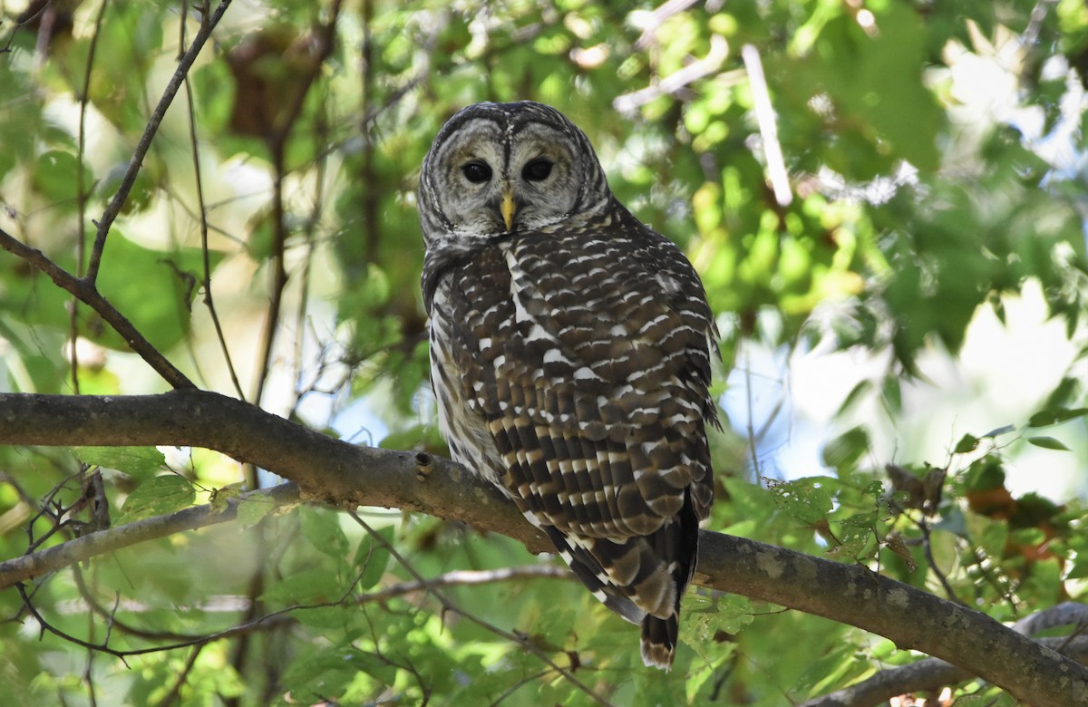 Barred Owl - ML490837561