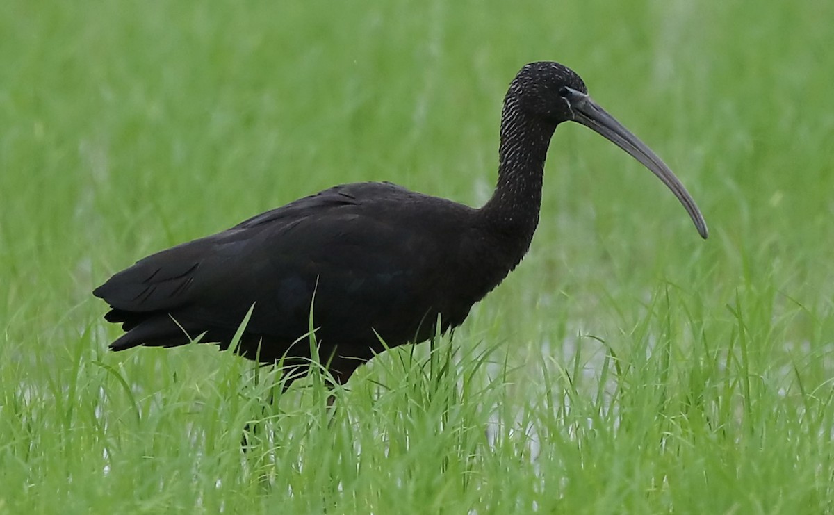 Glossy Ibis - ML490837831