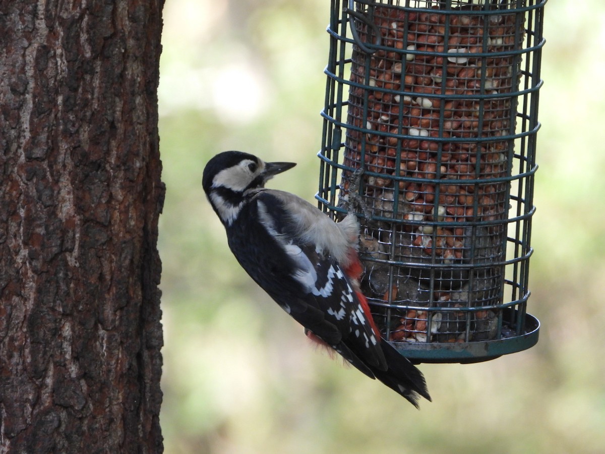 Great Spotted Woodpecker - ML490838591