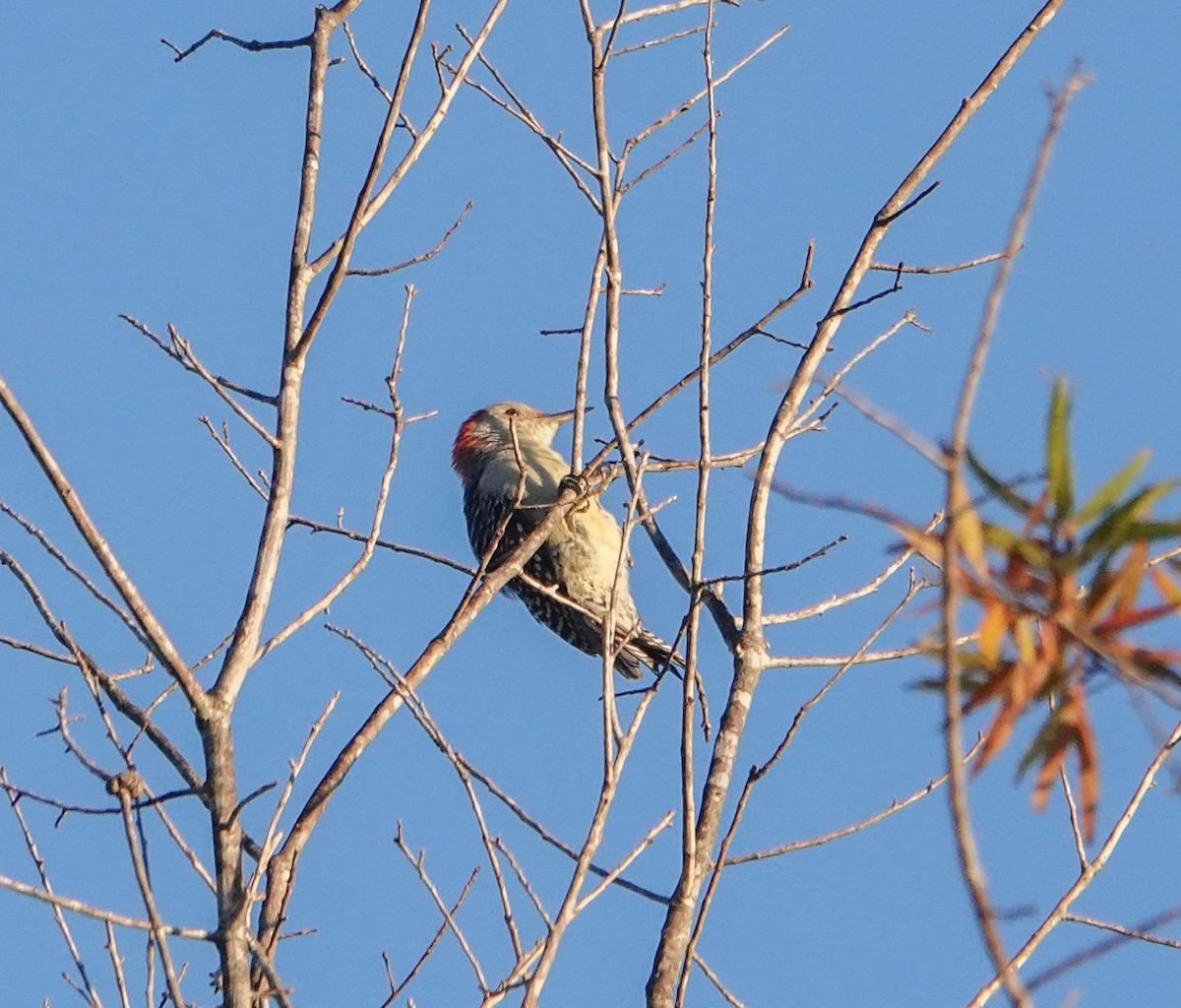 Red-bellied Woodpecker - ML490839901