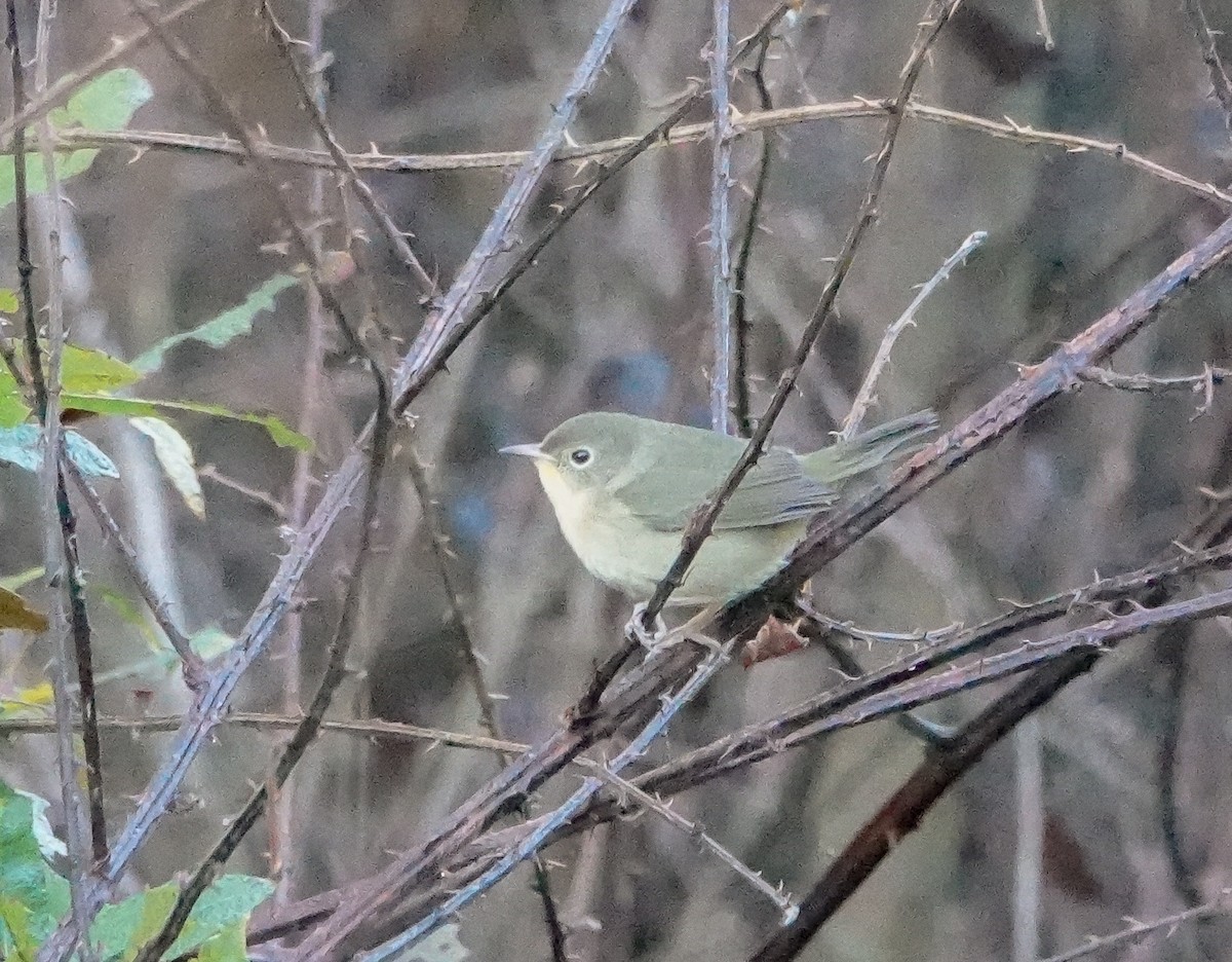 Common Yellowthroat - ML490839931