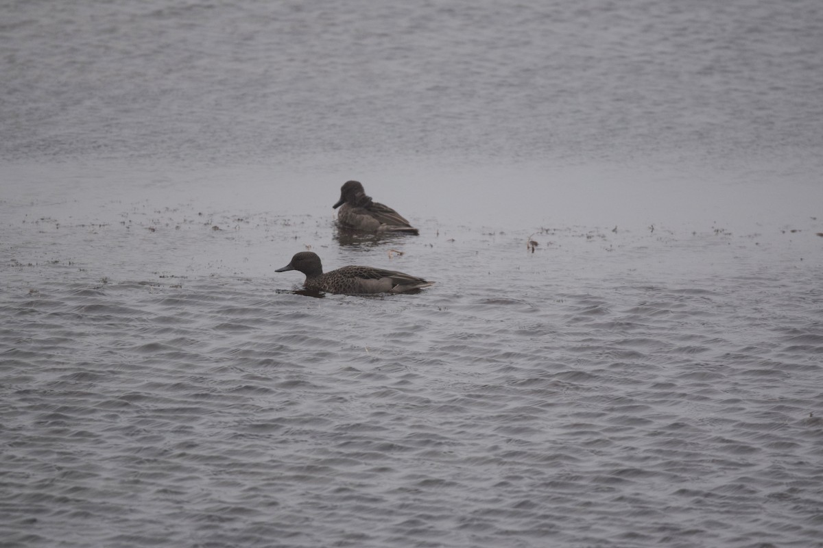 Andean Teal - Freddy Oswaldo Ovalles Pabon