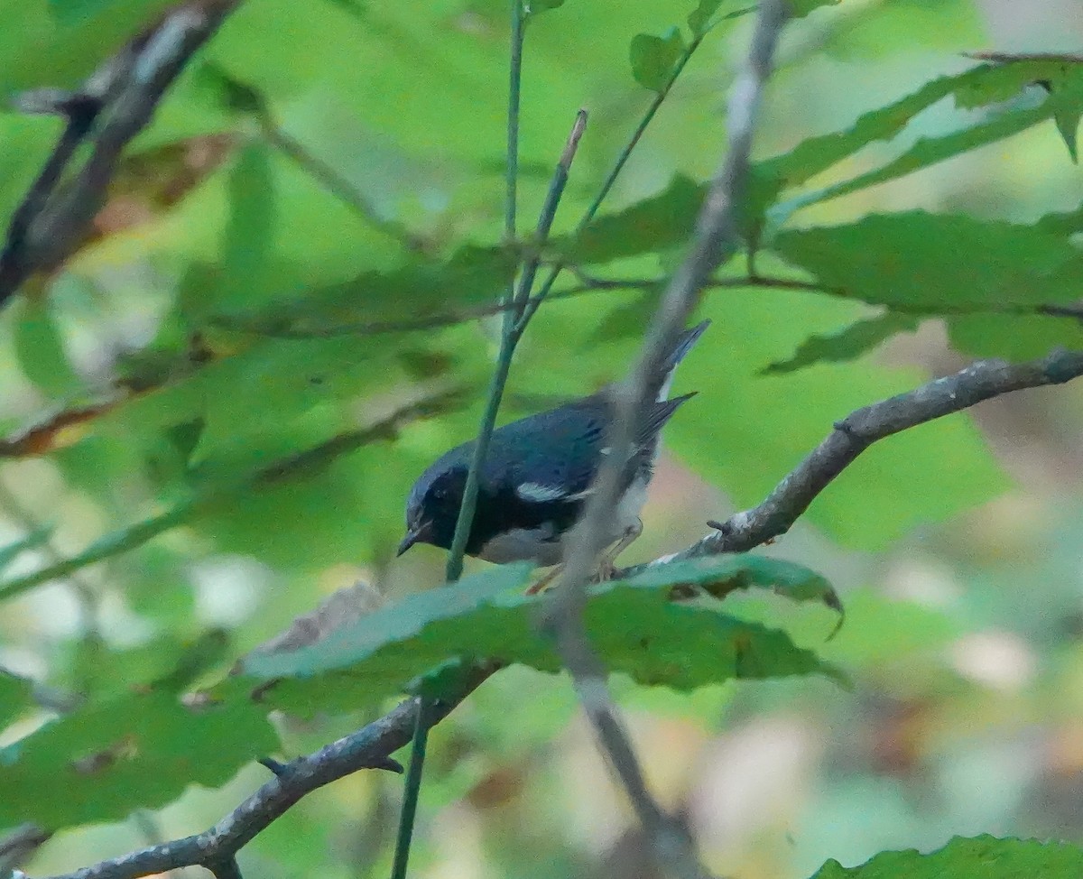 Black-throated Blue Warbler - ML490841181