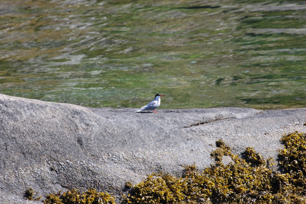 Common Tern - ML490841541