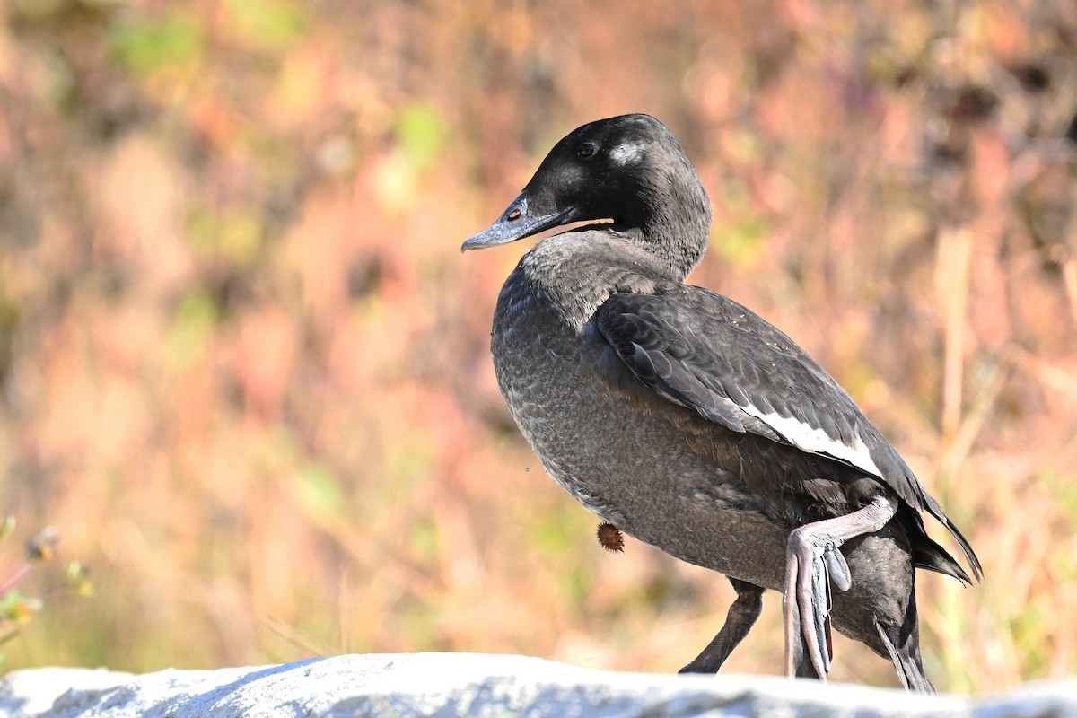 Stejneger's Scoter - ML490842101