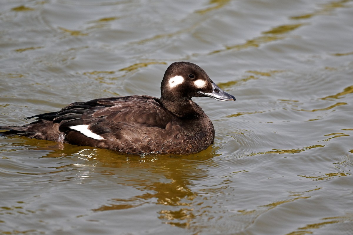 Stejneger's Scoter - peng su