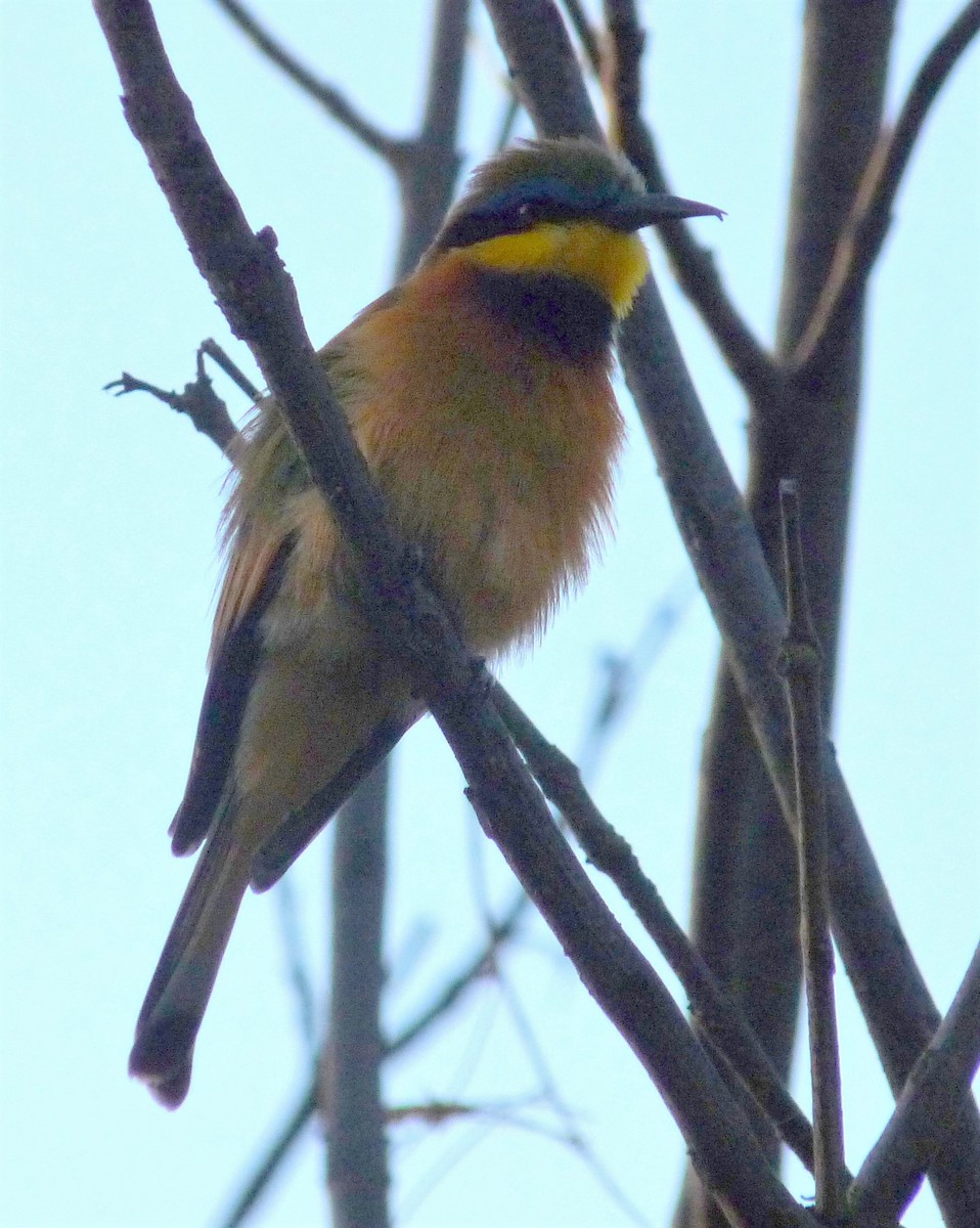 Little Bee-eater - ML490842151
